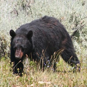 A cute black bear I ran into in Yellowstone National Park