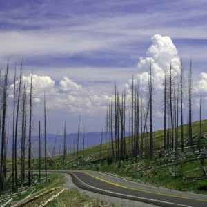 A cool picture, but it shows the effects of a wildfire in Yellowstone.  Amazingly, wildfires are essential to the ecosystem.